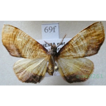 Plagodis dolabraria (Linnaeus, 1767) Nakreślik dębowiec Czech69f